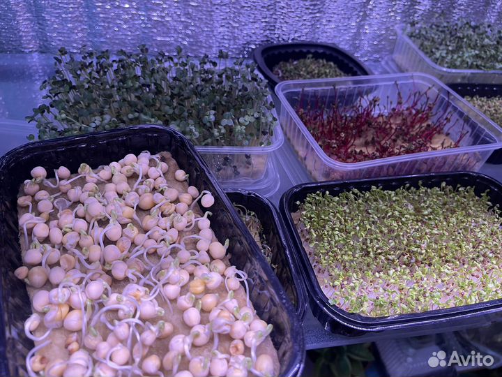 Микрозелень