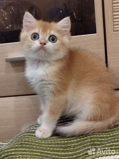 Девочка золотой шиншиллы ny 12