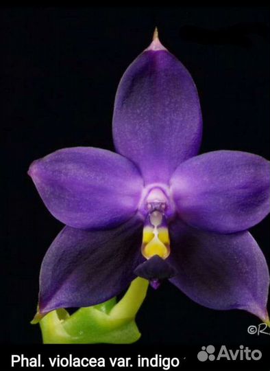 Фаленопсис