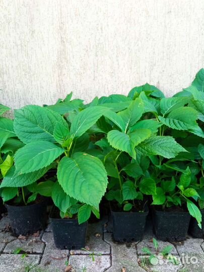 Гортензия крупнолистная