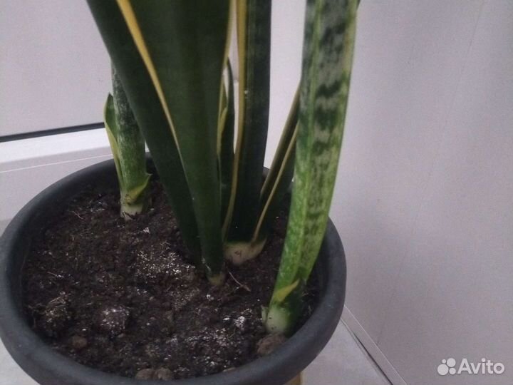 Сансевиерия сортовая (щучий хвост, тёщин язык)