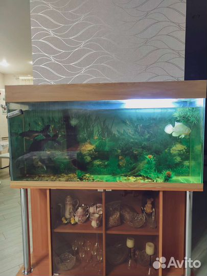 Аквариум