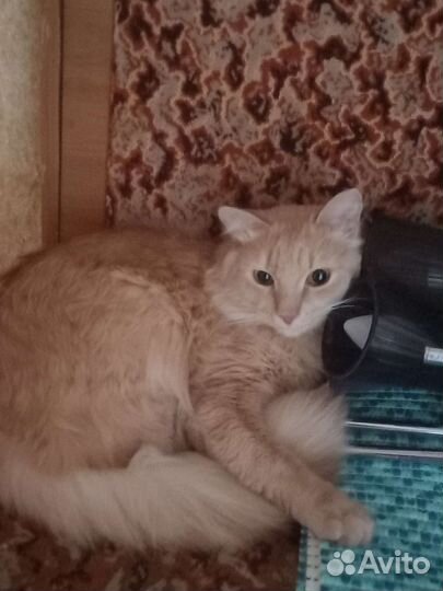 Котик в добрые руки