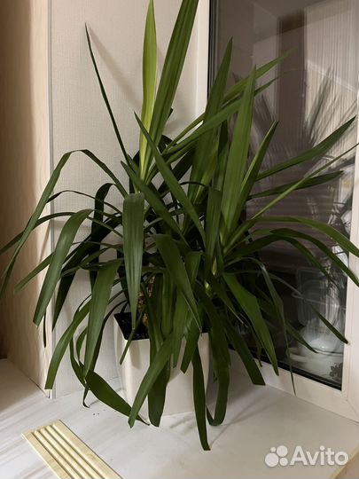 Комнатный цветок