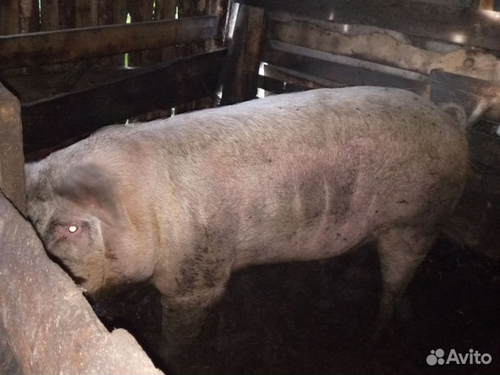 Хряк на племя