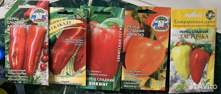 Помидор рассада