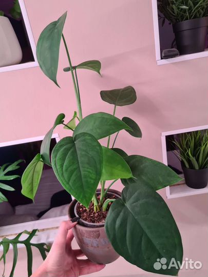 Филодендрон сингониум и другие растения
