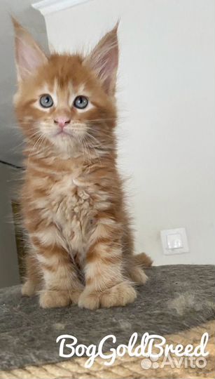 Котята мейн-кун полидакт