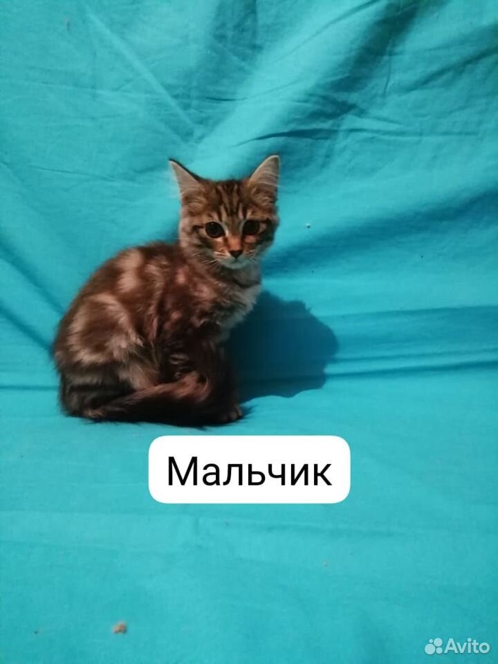 Отдам котяток в добрые ручки