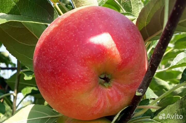 Яблоки сорт Кармен