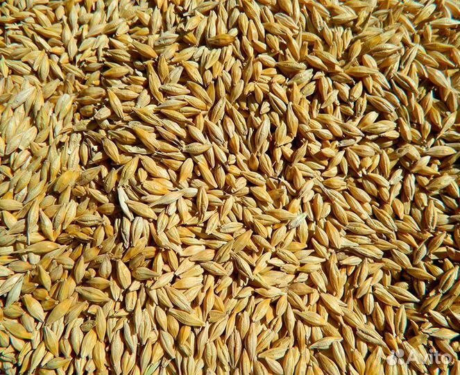 Продам ячмень