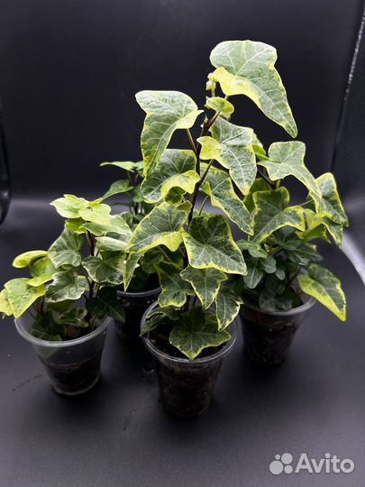 Плющ хедера