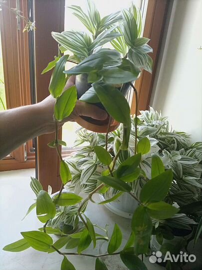 Традесканция Рео Хлорофитум (растения 1ч.)