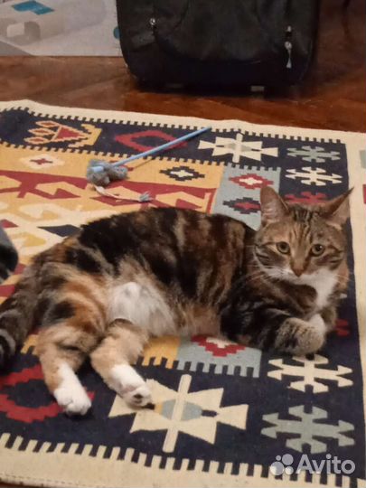 Уход за животными на время отпуска