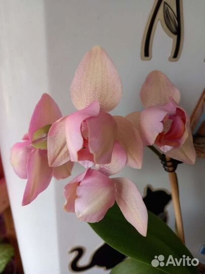 Орхидеи бабочки, пилорик