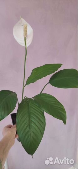 Спатифиллум