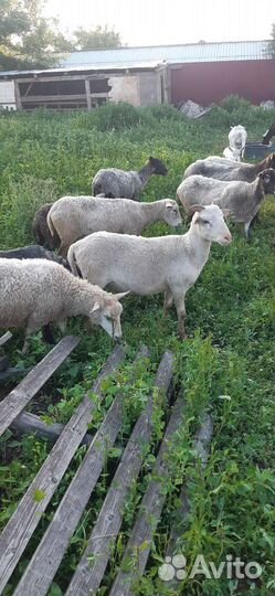 Овцы и бараны