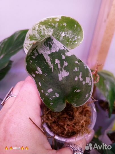 Сциндапсус сильвер энн