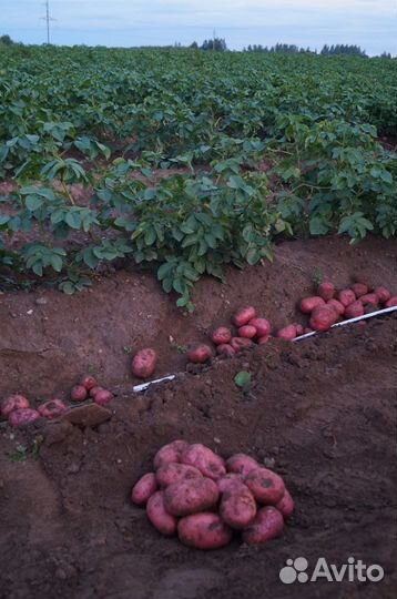 Морковь, свекла, картофель, капуста, лук репчатый