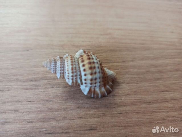 Морская раковина