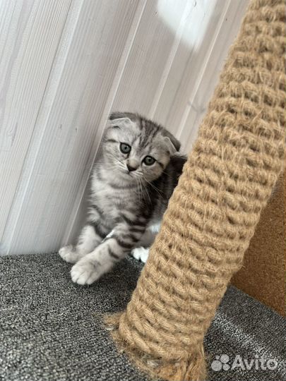 Вислоухие котята