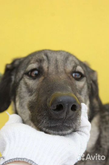 Мили очень ждёт своего хозяина