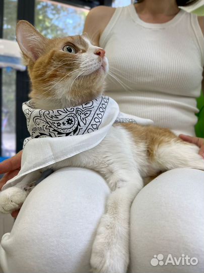 Кот ищет дом