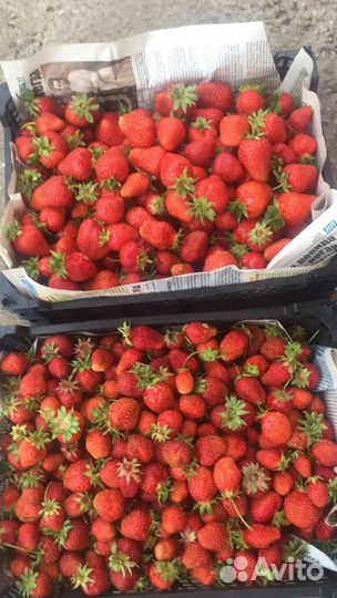 Рассада клубники и малины