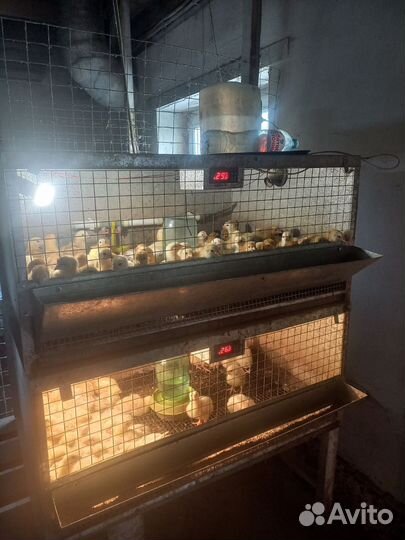 Клетки для бройлеров,перепелов новые,инкубатор
