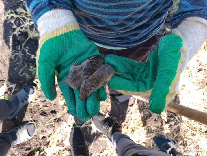 Братья Сплинтера