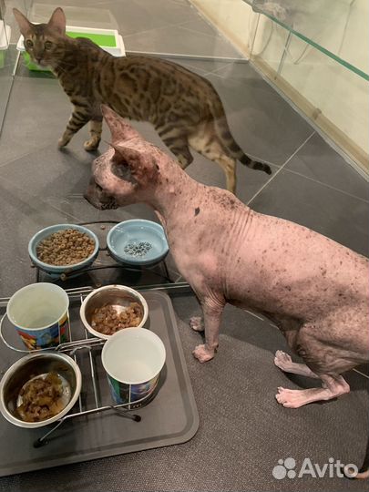 Передержка кошек/гостиница для кошек