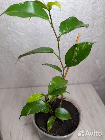 Фикус Сафари