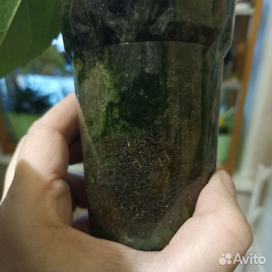 Гибискус персикового цвета