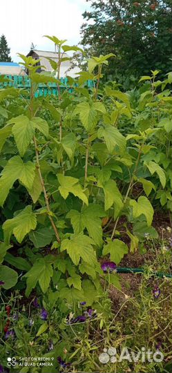 Саженцы чёрной,красной смородины, жимолости малина