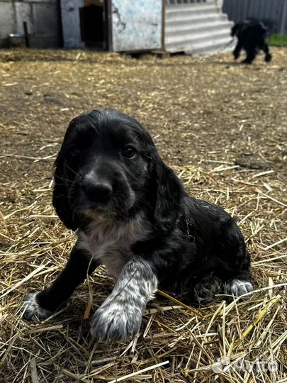 Русский спаниель