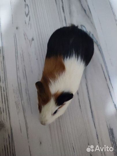 Морская свинка