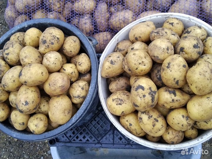 Семенной картофель сорт Галла
