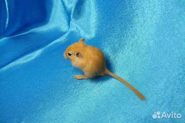 Монгольские песчанки из питомника