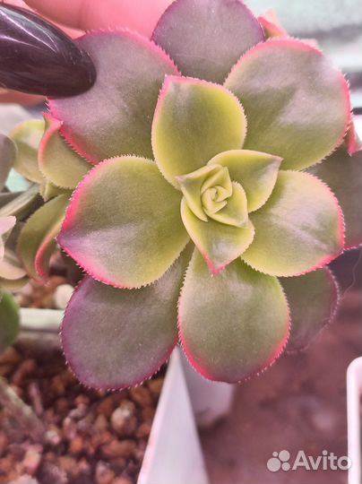 Суккуленты срезы 3