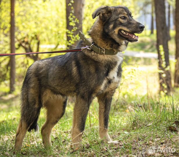 Альфа - стерильная собачка, 7 мес на охрану в дар