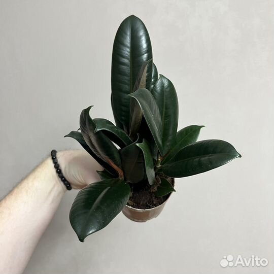 Фикус эластика бургунди 3 ствола