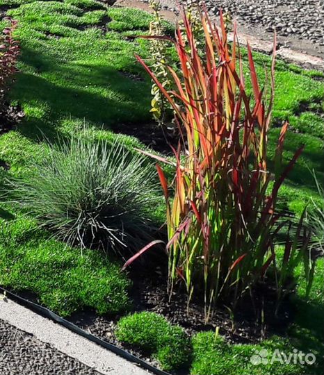 Императа Red Baron