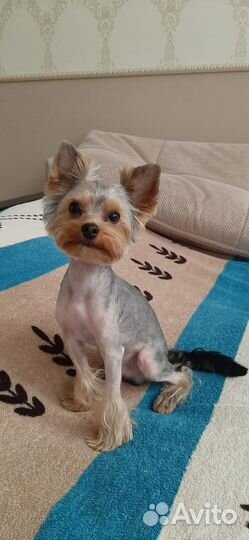 Йорк мини вязка