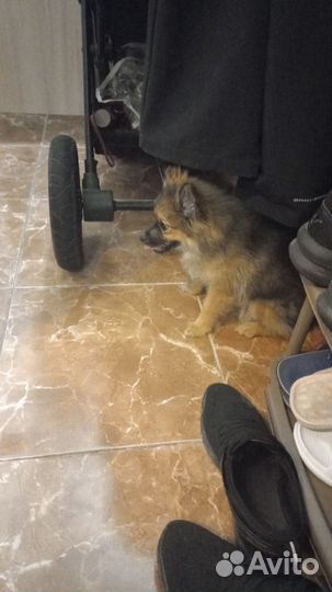 Щеночек шпиц ищет дом