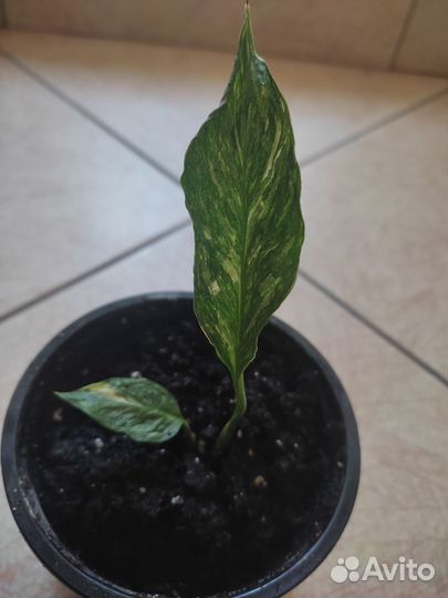 Спатифиллум даймонд