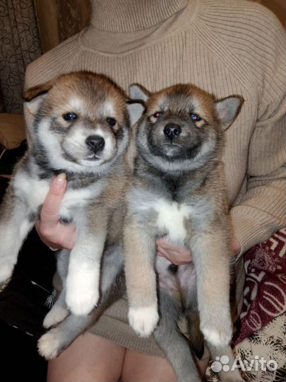 Эксклюзивная парода щенков