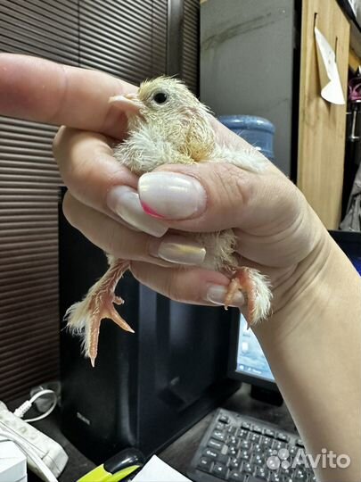 Милые цыплята