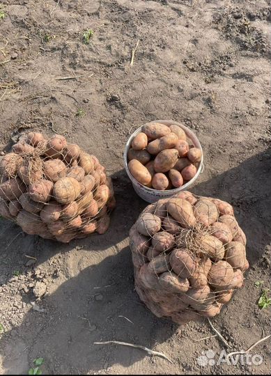 Продам картофель