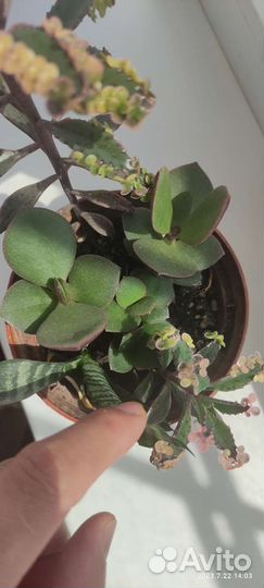 Каланхоэ розовые бабочки