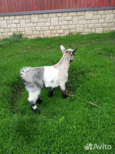 Козлята